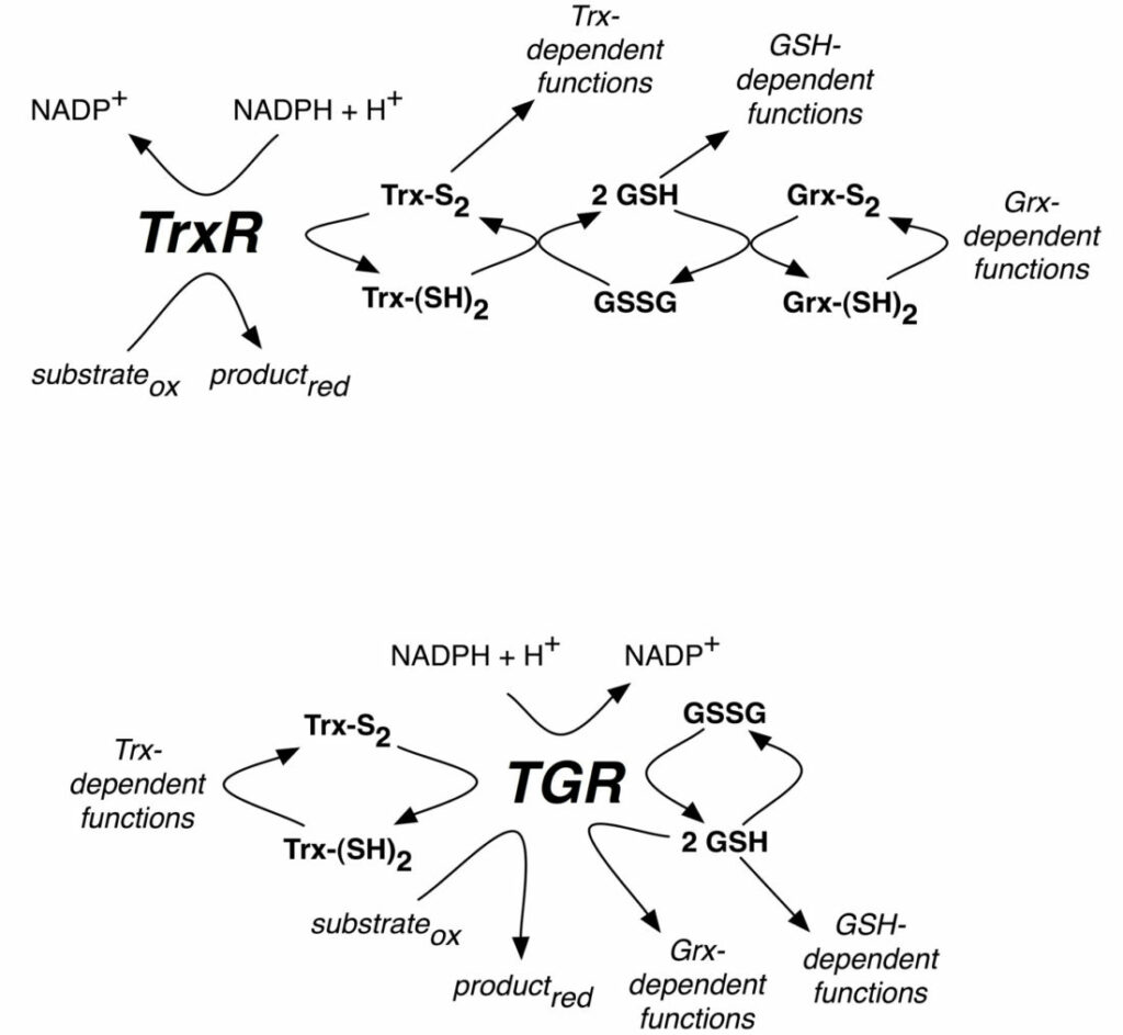 Scheme of reactions catalyzed by mammalian TrxR or parasite TGR selenoproteins