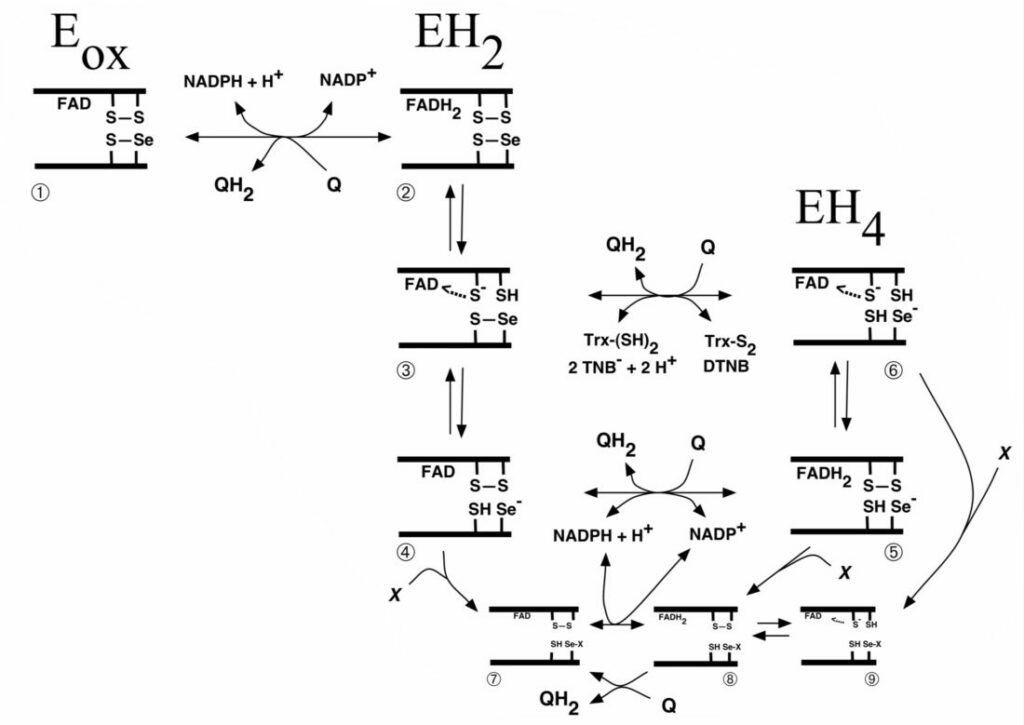 Scheme of quinone interactions with the Sec-containing active site of TrxR