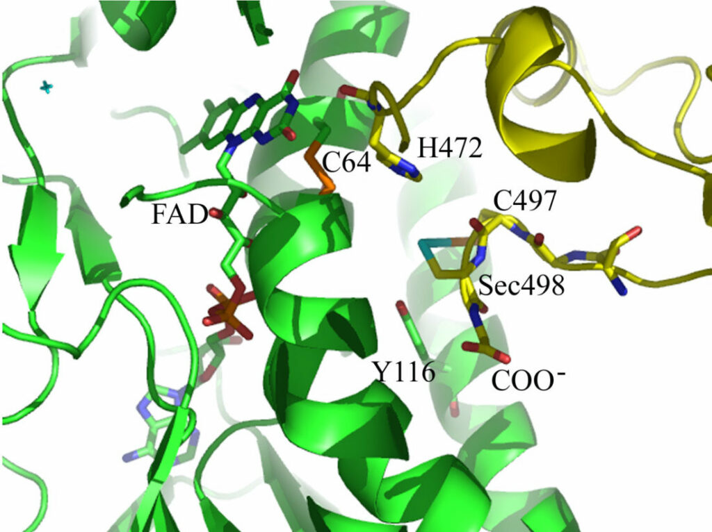 Model of the C-terminal Sec-containing site of TrxR1